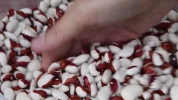 Kvinnlig hand beröring och skingra råa njurbönor i hög — Stockvideo