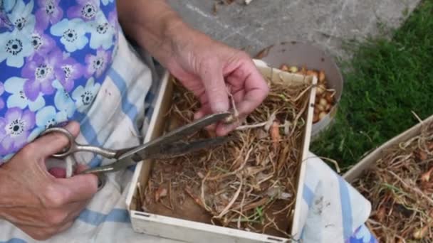 Mãos de mulher sênior tomar e cortar cebola minúscula para mudas de jardim de cozinha — Vídeo de Stock