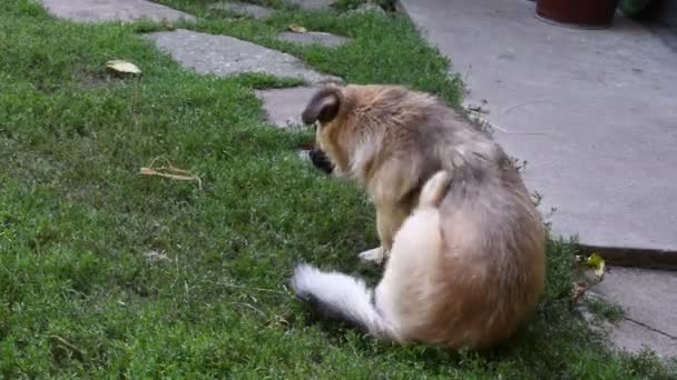 Pireler melez köpekleri istila etmiş. Köpek parazitlerden kaşınıyor. — Stok video