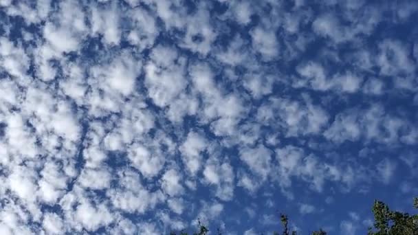 在蓝天中，超长的白色绒毛积云。时间流逝的云彩 — 图库视频影像