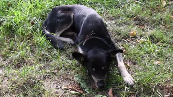 Black dog lying in grass and itches from flea parasites