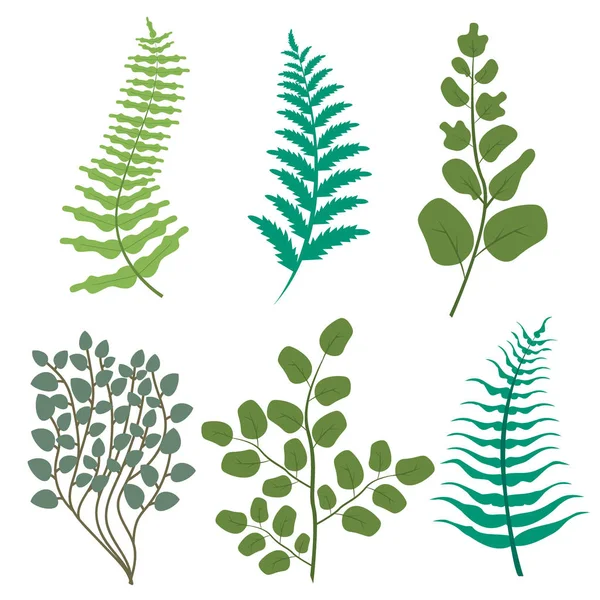 Green Leaves Floral Greenery Frest Fern Frond Eucalyptus Nature Branch — Stock Vector