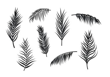 Palmiye yaprakları beyaz arkaplanda izole edilmiş.