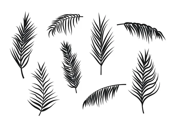 Palmiye yaprakları beyaz arkaplanda izole edilmiş.