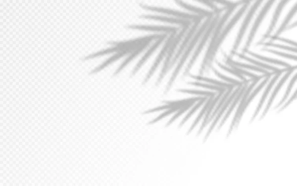 Palmbladeren Schaduw Silhouetten Geïsoleerd Achtergrond Vector Zomer Tropisch Blad Exotische — Stockvector
