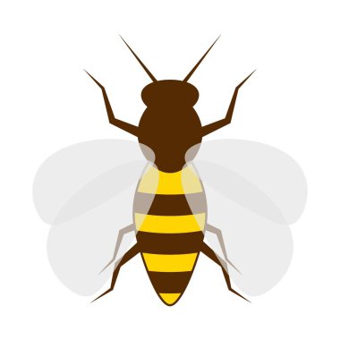 Arı beyazı izole etti. Bal arısı tatlı sarı hayvan. Küçük sinek böceği. Vektör illüstrasyonu