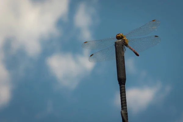 Dragonfly Siedzi Antenę Samochodu Ważka Zbliżenie Nieba — Zdjęcie stockowe