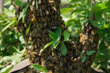 Arı sürüsü kovan dışına uçtu
