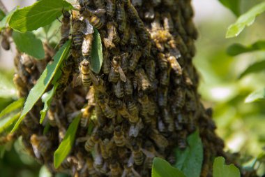 Arı sürüsü kovan dışına uçtu