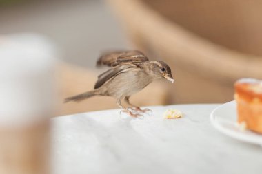 Little visitor steals some crumbs from the cake, little sparrow in a street cafe in the city clipart