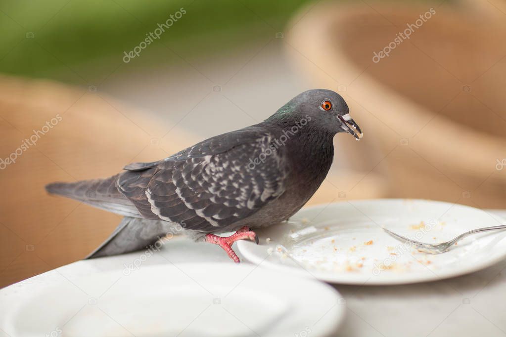 Happy pigeon eating a few crumbs, leftovers from the plate in a street cafe in the city 