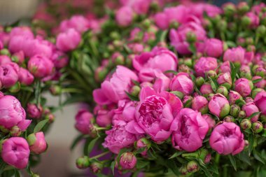 güzel taze peonies haftalık market, arka plan olarak kullanılabilir