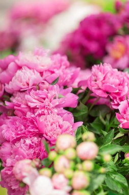 güzel taze peonies haftalık market, arka plan olarak kullanılabilir