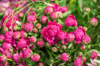 güzel taze peonies haftalık market, arka plan olarak kullanılabilir