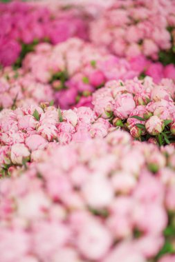 güzel taze peonies haftalık market, arka plan olarak kullanılabilir