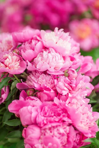 Beautiful Fresh Peonies Weekly Market Can Used Background — Stock Photo, Image