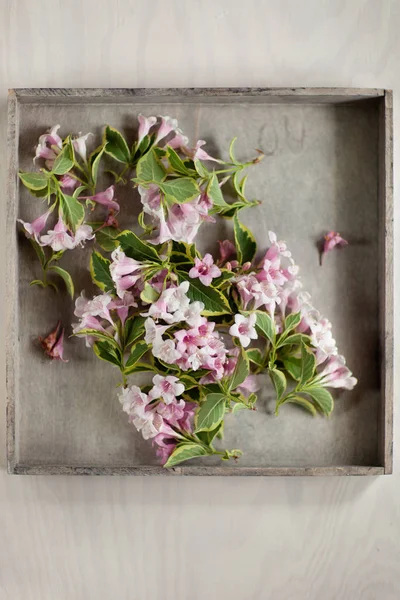 木板の上美しいピンクとバラの花が背景としても使えます — ストック写真