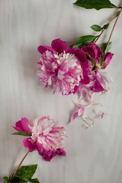 Качестве Фона Можно Использовать Розовые Пионы Деревянной Тарелке — стоковое фото