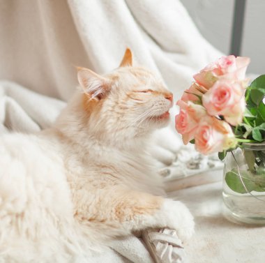 mavi gözlü güzel kedi yatakta yatıyor ve rahatlatır