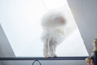 Orada ne oluyor? meraklı kedi, kedi Pencere pervazı dengede paws.