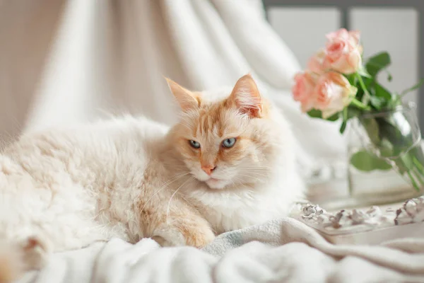 Beautiful Cat Blue Eyes Lies Bed Relaxes — Stock Photo, Image