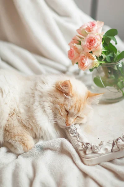 Beautiful Cat Blue Eyes Lies Bed Relaxes — Stock Photo, Image