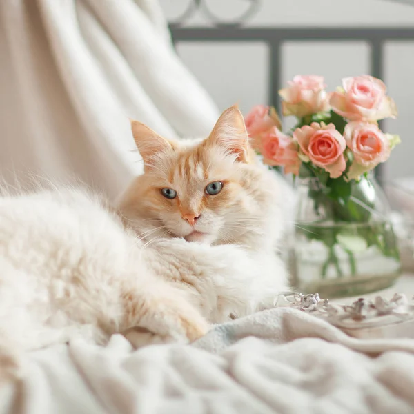 Beautiful Cat Blue Eyes Lies Bed Relaxes — Stock Photo, Image