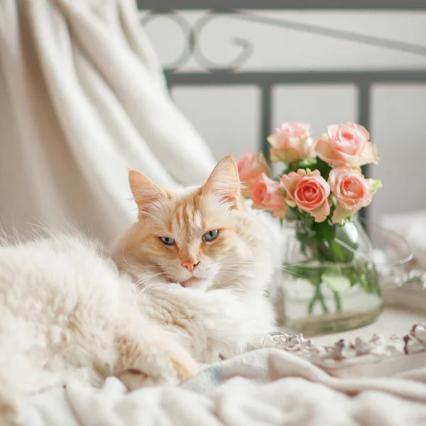 Mooie Kat Met Blauwe Ogen Ligt Het Bed Ontspant — Stockfoto