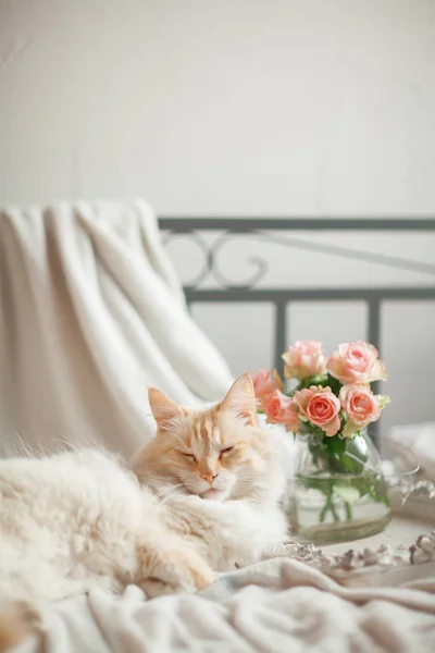 Beautiful Cat Blue Eyes Lies Bed Relaxes — Stock Photo, Image