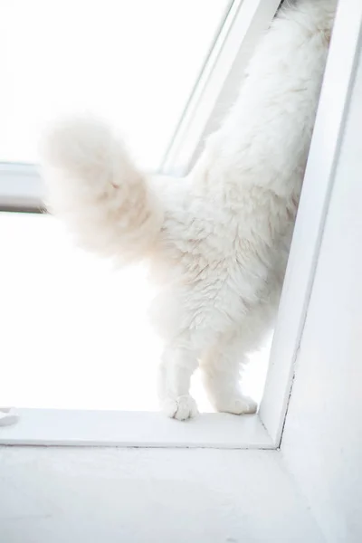 whats going on there?  curious cat, cat paws balance on the windowsill