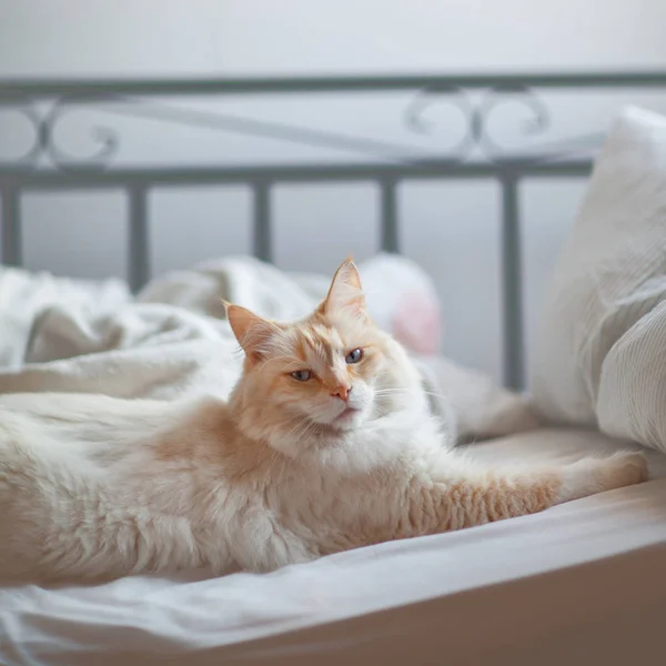 Beautiful Cat Blue Eyes Lies Bed Relaxes — Stock Photo, Image