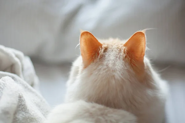 Curious cat, cat ears are listening to noise while lying in bed