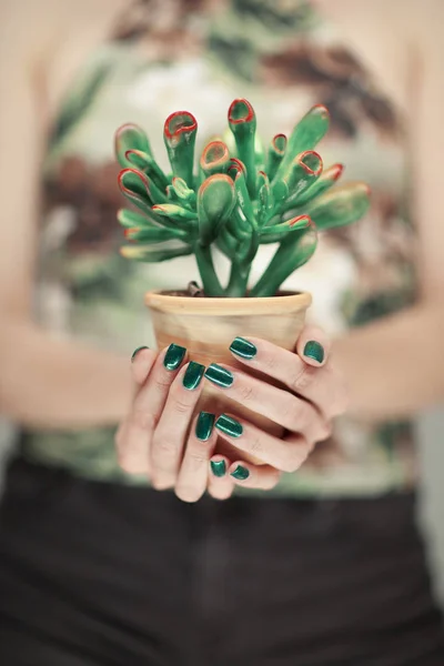 Woman Hands Holding Succulent Plant Perfect Green Nail Polish Can — Stock Photo, Image