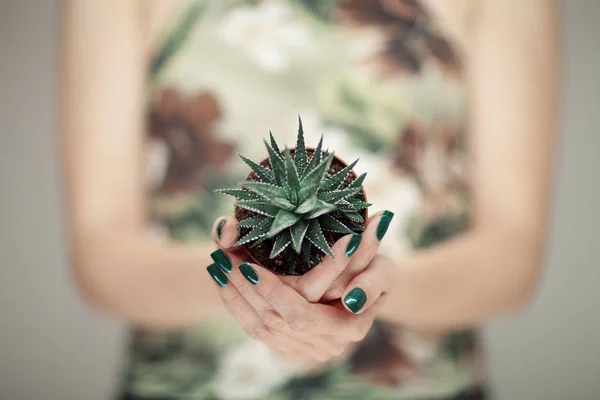 Mãos Mulher Segurando Planta Suculenta Com Esmalte Unha Verde Perfeito — Fotografia de Stock