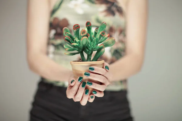 Kobieta Ręce Trzymając Roślin Soczyste Doskonałym Zielony Lakier Paznokci Może — Zdjęcie stockowe