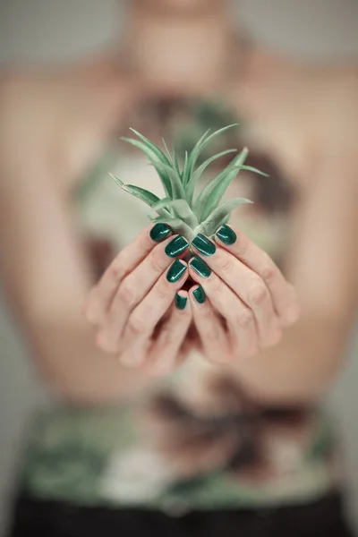 Vrouw Handen Met Succulente Installatie Met Perfecte Groene Nagellak Kunnen — Stockfoto