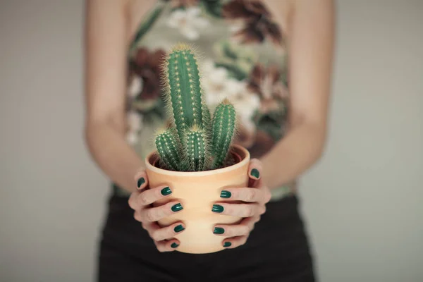 Mãos Mulher Segurando Cacto Com Verniz Perfeito Pode Ser Usado — Fotografia de Stock