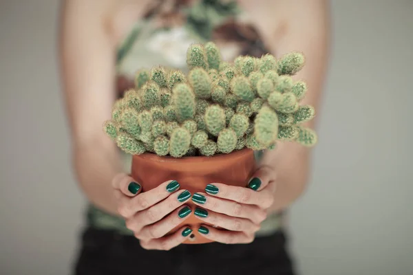 Las Manos Mujer Que Sostienen Cactus Con Esmalte Uñas Verde —  Fotos de Stock