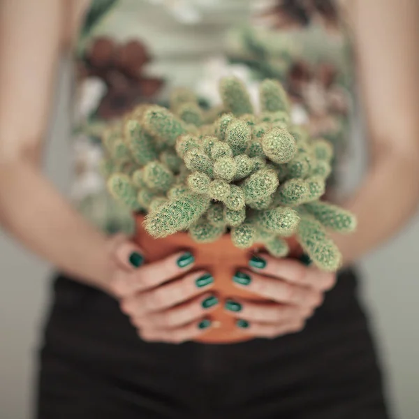 Kvinna Händer Som Håller Kaktus Med Perfekt Grönt Nagellack Kan — Stockfoto