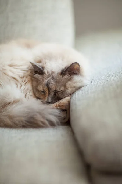 Beautiful Cat Blue Eyes Lies Couch Relaxes — Stock Photo, Image