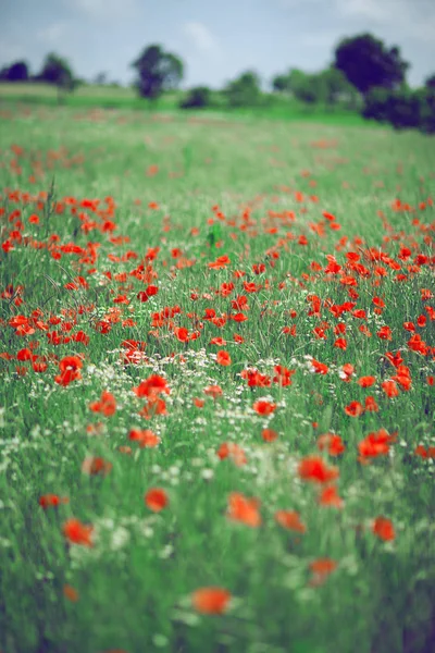 Schöne Sommerwiese Mit Mohn Und Kamille Kann Als Hintergrund Verwendet — Stockfoto