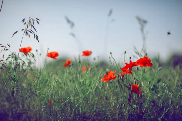 Schöne Sommerwiese Mit Mohn Und Kamille Kann Als Hintergrund Verwendet — Stockfoto