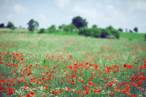 Όμορφο Καλοκαίρι Λιβάδι Παπαρούνες Και Χαμομήλι Μπορεί Χρησιμοποιηθεί Φόντο — Φωτογραφία Αρχείου