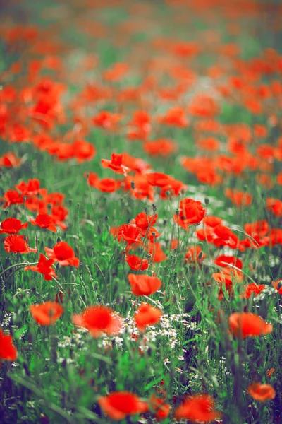 Schöne Sommerwiese Mit Mohn Und Kamille Kann Als Hintergrund Verwendet — Stockfoto