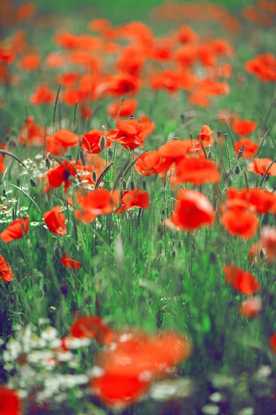 Schöne Sommerwiese Mit Mohn Und Kamille Kann Als Hintergrund Verwendet — Stockfoto