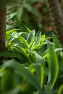 Bir güzel avize ağacı palmiye ağacının ayrıntı kadar yakın, arka plan olarak kullanılabilir