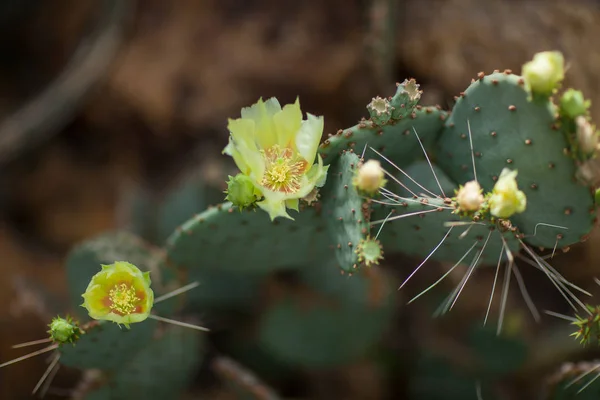 Détail Rapproché Belle Opuntia Cactus Poire Épineuse Avec Fleur Jaune — Photo