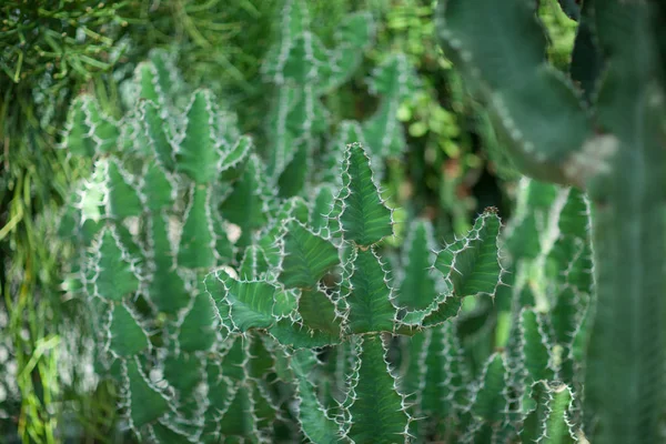 Gros Plan Beau Impressionnant Gros Cactus Succulent Euphorbe Peut Être — Photo