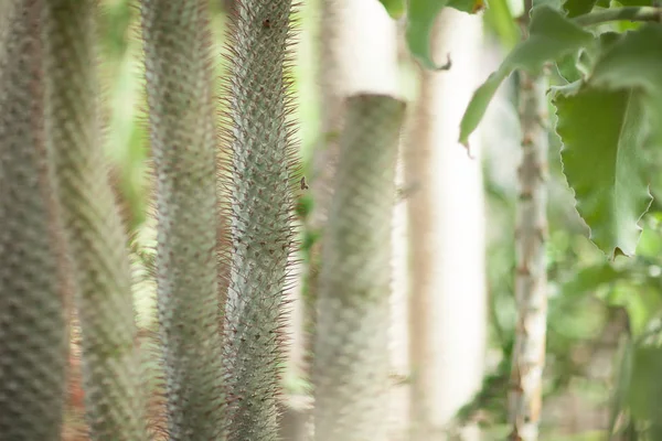 Close Detail Beautiful Impressive Big Vertical Succulent Cactus Can Used — Stock Photo, Image