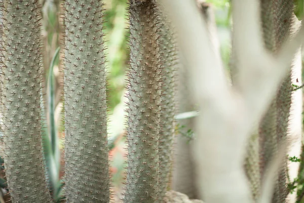 Wszystko Pięknej Bliska Imponujące Duże Pionowe Kaktus Soczyste Może Służyć — Zdjęcie stockowe